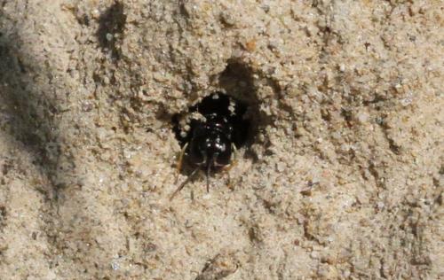 Lindenius sp.